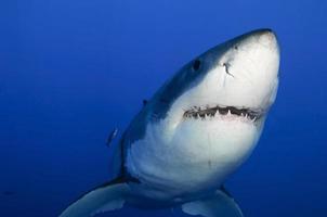 close-up de um grande tubarão branco da frente inferior foto