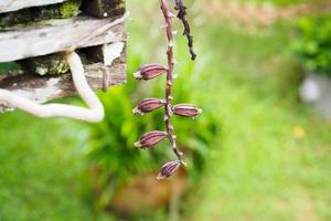 vagem de sementes de orquídea foto
