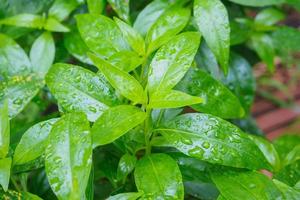 Folhas de plantas de fitoterapia tailandês fresco andrographis paniculata foto