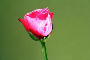 rosa flor rosa foto