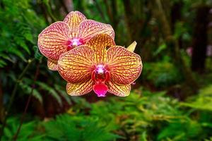 orquídea perfumada em plena floração foto