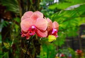 orquídea perfumada em plena floração foto