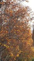 a bela vista de outono com as folhas coloridas nas árvores no outono foto