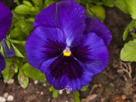 viola tricolor (família: violaceae)