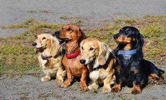 família dachshund. foto