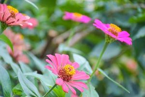 zínias cor-de-rosa do campo florescendo em um parque público tailandês tailândia foto