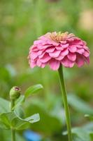 lindas pétalas de rosa flores de zínia e fundo desfocado suave foto