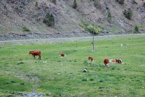 rebanho de vacas pastando no campo verde de verão nas montanhas. paisagem de dia de verão com vaca marrom foto