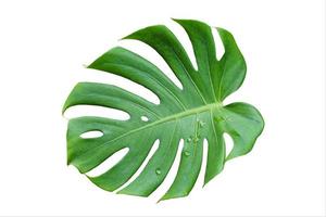 folhas verdes de monstera isoladas do fundo branco. foto