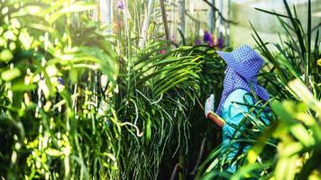 a jovem trabalhadora está cuidando da flor da orquídea no jardim. agricultura, cultivo de plantações de orquídeas. foto