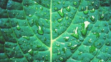 gotas de chuva de fundo natural na folha verde foto