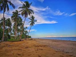 vista para a praia e palmeiras foto