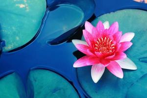 linda flor de lótus rosa na lagoa, flor de lótus símbolo do budismo e crenças budistas. foto