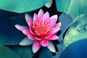 linda flor de lótus rosa na lagoa, flor de lótus símbolo do budismo e crenças budistas. foto