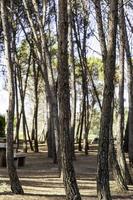 troncos de árvore na floresta foto