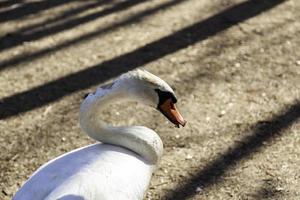 cisne no campo foto