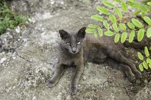 gato cinza na rua foto