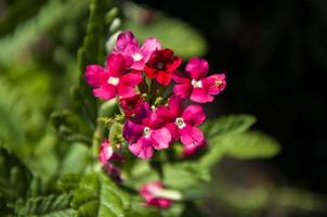 close-up foto da planta de flor de verbena