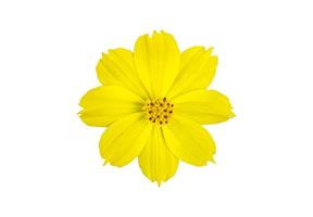 flor de cosmos amarelo isolado com traçados de recorte. foto