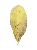 folha isolada de pterocarpus macrocarpus com traçados de recorte. foto