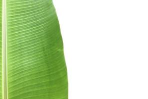 isolado folha de bananeira tropical verde jovem com traçados de recorte. foto