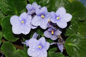 violeta roxo com gotas de água foto