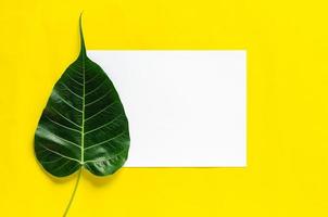 papel em branco branco com folha de bodhi em fundo amarelo. foto
