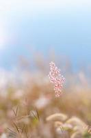 foco desfocado da grama natal rosa com fundo de cor marrom e azul embaçado de folhas secas e água do lago. foto