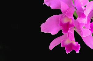 orquídea cattleya de cor rosa e roxa em fundo escuro. foto