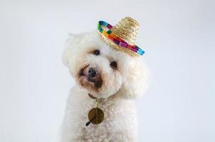 um adorável cão poodle branco usando chapéu com óculos de sol sobre fundo de cor branca para o conceito de verão. foto