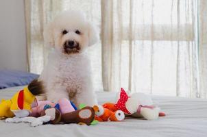 adorável cão poodle branco sorridente e feliz sentado e levando muitos brinquedos para brincar na cama. foto