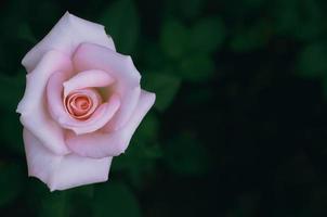 cor-de-rosa rosa em sua árvore com fundo escuro. foto