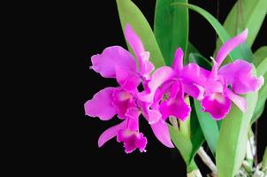 orquídea cattleya de cor rosa e roxa em fundo escuro. foto