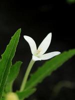 flor branca com folhas verdes tropicais foto