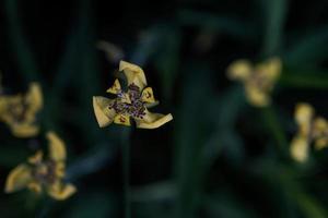 foto e fundo amarelo orquídea