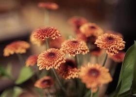 vaso de flores para fundo foto