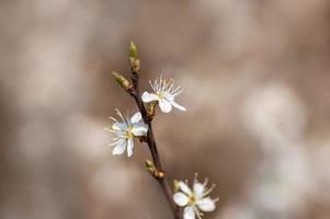 muitas flores em um galho de uma árvore de ameixa foto