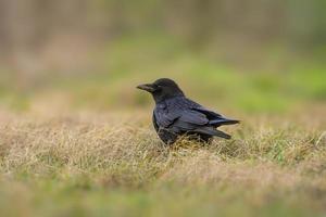 um corvo do norte comum está procurando comida em um prado foto