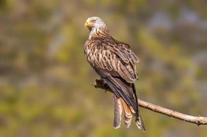 uma pipa vermelha senta-se em um galho e procura presas foto