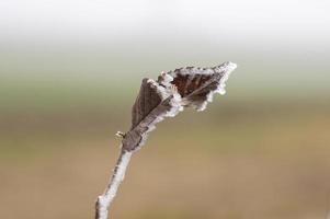 um galho com folhas de outono marrons congeladas na floresta foto