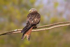 uma pipa vermelha senta-se em um galho e procura presas foto