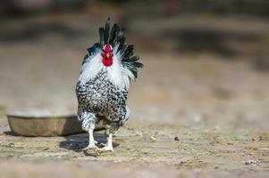 um galo de aves domésticas em um galinheiro foto