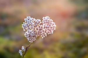 uma flor yarrow em um prado foto