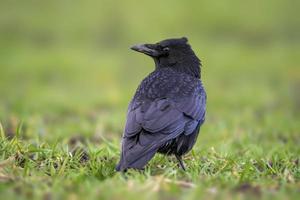 um corvo do norte comum está procurando comida em um prado foto