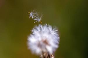 uma flor de cardo murcha em um prado foto