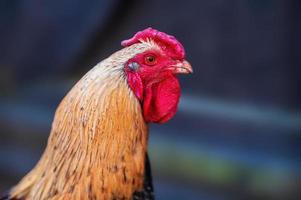 um galo de aves domésticas em um galinheiro foto