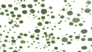 3D renderização de folhas de erva-doce no fundo branco foto