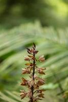 bela natureza folhas verdes foto