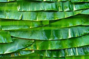 folhas verdes de bananeira foto