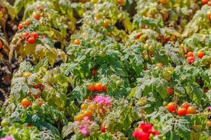 as plantações de tomate que produzem constantemente produtos sazonais são cultivadas por agricultores que cultivam culturas agrícolas para os mercados locais e provinciais como um produto livre de pesticidas. foto